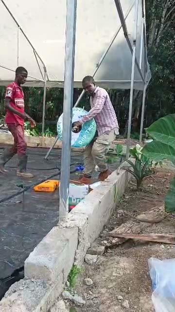 Pose sous serre — Déroulage des rampes goutte-à-goutte,
